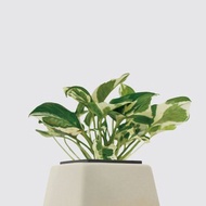 │ 方盆系列 │ 日本白金葛 - 廚浴植物 水耕盆栽 空氣淨化