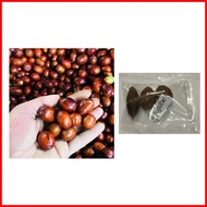 ∈ ▬ ◮ ◊ jujube chinese dates mansanitas fruit tree seeds