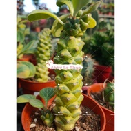 CACTUS ABBY LE SHOP💕