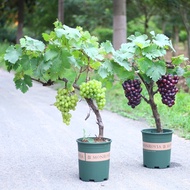 Sunshine Rose Grape Tree Southern Planting Fruit Tree Potted Plant Qingwang Kyoho Grape Tree Seedles