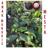 Anak pokok manggis ( MESTA) / hybrid / kawin / pokok manggis masta cepat berbuah thai