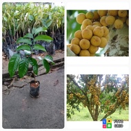 benih pokok dokong hybrid Thai