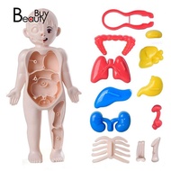 3D Human Body Model Toys Human Anatomy Model Toys Human Anatomy Model Human Organ Model