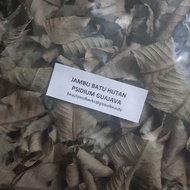 Dry FOREST STONE GUAVA LEAVES