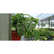 ANOR - Monstera adansonii life plant / Pokok Monstera adansonii