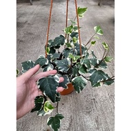 [Paling Horticulture Sdn Bhd] Pokok Ivy | Hedera Helix | Big Pot | Indoor Hanging Plant