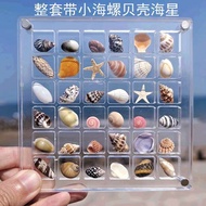 ♭Natural Mini Conch Shell Starfish High Transparent Acrylic Storage Box Material Micro Bessa Specime