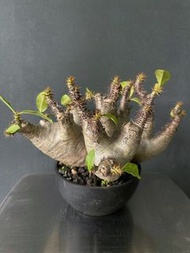 伊洛棒槌(Pachypodium inopinatum)