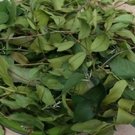 Daun Benalu Jeruk Nipis 500