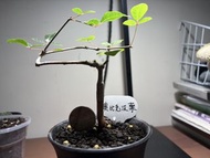種植/塊根 奧比克沒藥