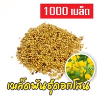 เมล็ดดอกโสน 1000 เมล็ด Sesbania เมล็ดพันธุ์ดอกโสน เมล็ดโสนดอกใหญ่ โสนเพาะเห็ดตับเต่า เมล็ดผักสวนครัว