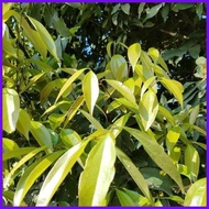 ◱ ☑ 1PCS Bay Leaf Seeds Laurel Plant Bayleaf Tree Seeds【COD】