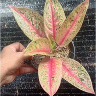 [MCUF] Aglaonema Red Legacy rare live plant suitable for Indoor or outdoor plant aglaonema