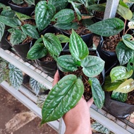 tanaman hias sirih anthurium - anthurium sirih mini