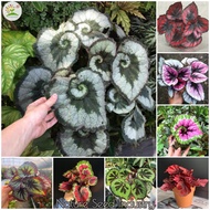 Begonia Seeds for Planting (50 seeds/pack, Easy To Grow) - Hosta Plantaginea Flower Seeds Bonsai Tree Live Plants Garden Flower Plant Seed Potted Plants Indoor Outdoor Real Air Plant Gardening Deco Flower Seed Malaysia Benih Pokok Bunga