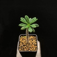 SG3181-巨琉桑優選株/種定穩根🔥多肉植物小盆栽禮物🔥