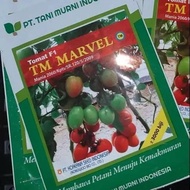 benih tomat TM MARVEL F1 10 gram tomat hibrida 10gram