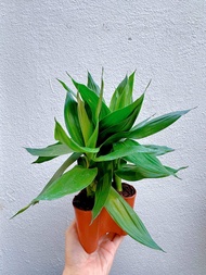 Lucky Bamboo Plant Chinese New Year Bamboo