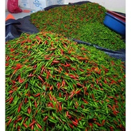 CILI API BARA (CILI PADI/ CILI KAMPUNG) "PEDAS MELETOPPSS"