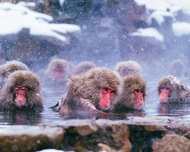 Tokyo Departure｜Jigokudani Monkey Park Snow Monkey Onsen & Beef Sukiyaki/Togakushi Shrine Secret & Z
