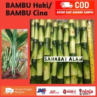 AZ CHINESE BAMBOO LUCKY BAMBOO/ RETAIL SA