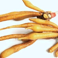 Rizom/ubi Temu Kunci Karachai untuk masakan, Jamu, anti kanser dan meningkatkan kualiti sper** (Boesenbergia rotunda)