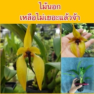 กล้วยไม้สิงโตcarunculatum ของหายากดอกใหญ่ สีสด