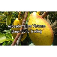 ANAK POKOK AVOCADO SAB 034, RED VIETNAM & YELLOW VIETNAM KAHWIN - GRAFTED POKOK CEPAT BERBUAH
