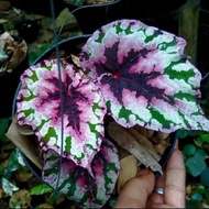 best Tanaman hias begonia Rex pelangi - begonia unik