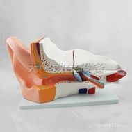 Anatomy Teaching Aids Ear Model Anatomy Medical Teaching Anatomy Big Ear Model Auricle Organs Ergono