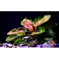 Lai Lai Reni x Iguazu09 Red Leaves - Very Good No3 Absorption