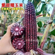 Purple Black Glutinous Corn Seed Purple Black Corn Seed Stick Stick Sticky Corn Seed 1 Piece = 0.5kg