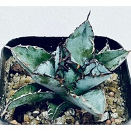 Agave Titanota Blue Whale 蓝鲸龙舌兰（5cm++)