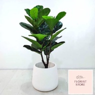 🔥PROMOSI HEBAT🔥 POKOK FIDDLE FIG PREMIUM | POKOK VIRAL🌿
