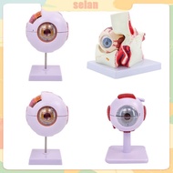 SEL Human Eye Anatomy Teaching Tool Human Organs Model Eyeball Anatomy Mode