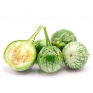Anak pokok Terung Bulat Hijau Premium Green Eggplant, anak pokok Terung ulam