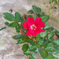 Climbing Rose Collection ( Red ) : Vertical Beauty for Your Outdoor Oasis