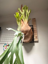 YAL鹿角蕨成株