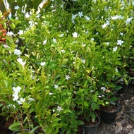 Jasmin thai bunga besar