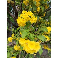 Anak pokok Tecoma Stans Kuning