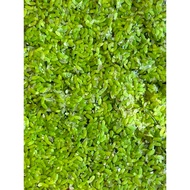 Aquarium Plant Duckweed