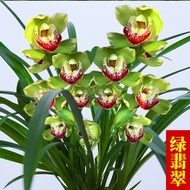 Super Fragrant Orchid Hongguiren Fragrant Pot Four Seasons Easy to Keep Cymbidium Ensifolium Flower Green Plant Orchid a
