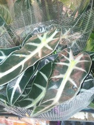 Alocasia 觀音蓮