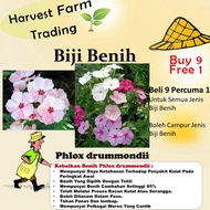 Biji benih bunga Phlox drummondii 100Pcs sunflower seed flower seeds for home gardening anak pokok bunga 福禄考花种子花種子 rose