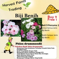 Biji benih bunga Phlox drummondii 100Pcs sunflower seed flower seeds for home gardening anak pokok b