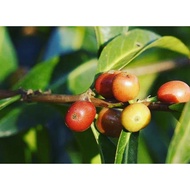 Green Coffee Beans Panama Poquette Emma Macate Geisha Sun-Dried
