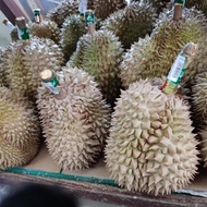 Durian Montong Nusantara Utuh 2kg lebih