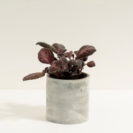 喜蔭花│泥作系列│福所栽