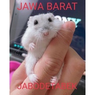 Hamster Campbell Panda Polos Dominan Syrian Longhair Short Hair Winter