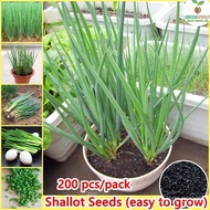 Easy To Grow 200pcs Potted Shallot Seeds Chives Organic Vegetable Seeds Planting (High Germination) 